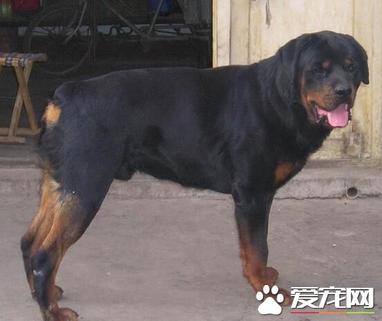 羅威納犬怎麼咬主人 一般不會咬人尤其是主人
