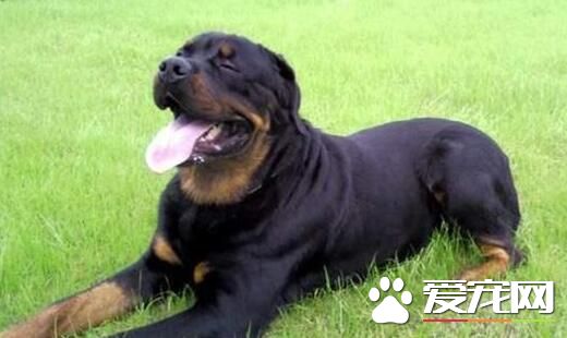 羅威納犬為什麼要斷尾 羅威納犬要斷尾的必要性