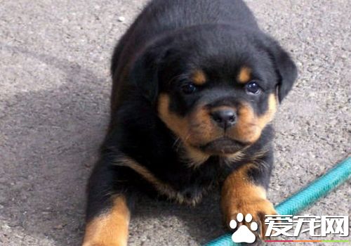 羅威納犬凶猛嗎 是世界最凶猛的狗之一