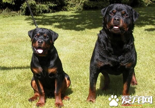 羅威納犬凶猛嗎 是世界最凶猛的狗之一