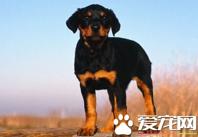 羅威納犬顏色 羅威納犬毛色顏色看質量