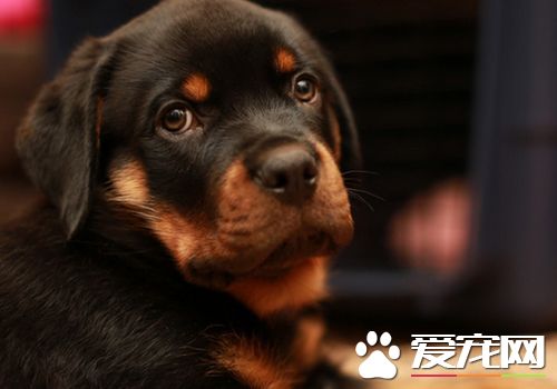羅威納犬顏色 羅威納犬毛色顏色看質量