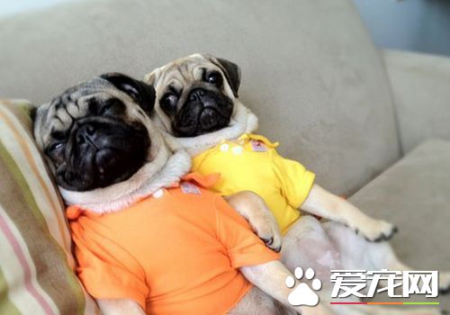 巴哥犬配種條件 巴哥犬配種需要注意的事項
