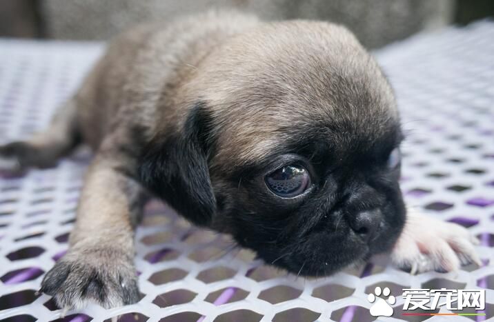 巴哥犬配種條件 巴哥犬配種需要注意的事項