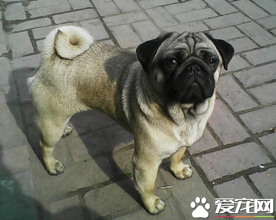 巴哥犬配種條件 巴哥犬配種需要注意的事項