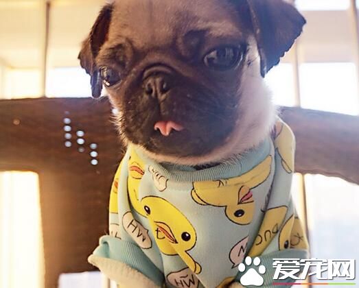 巴哥犬能活多少年 平均壽命一般在13到15歲