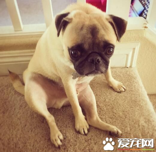 巴哥犬能活多少年 平均壽命一般在13到15歲