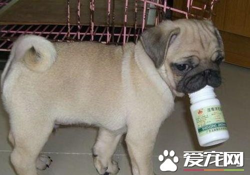 巴哥犬毛長正常嗎 巴哥犬需要剃毛嗎