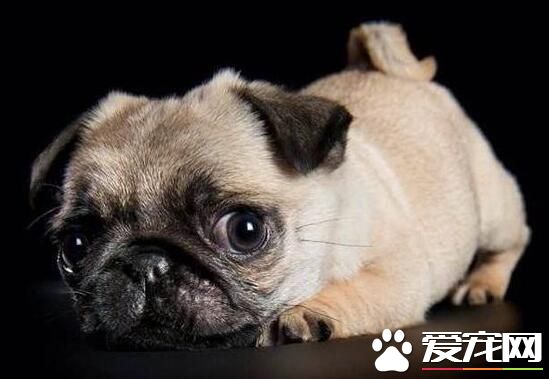 巴哥犬毛長正常嗎 巴哥犬需要剃毛嗎