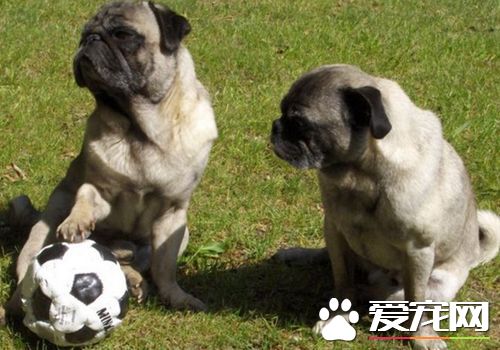 為什麼養巴哥犬的人少 巴哥犬的缺點有哪些