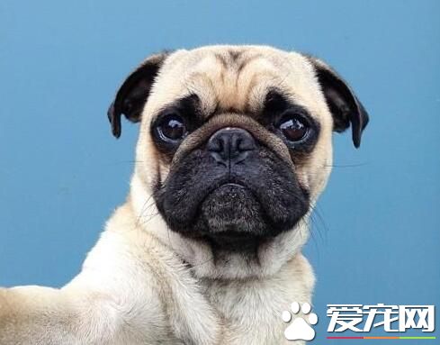 巴哥犬生氣是什麼樣的 巴哥犬生氣時的表現