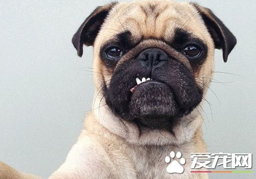 巴哥犬生氣是什麼樣的 巴哥犬生氣時的表現