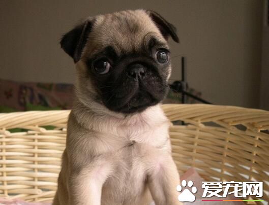 為什麼養巴哥犬的人少 巴哥犬的缺點有哪些