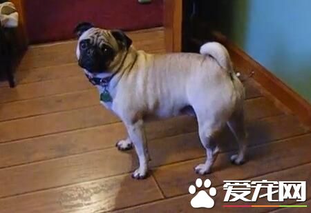 為什麼養巴哥犬的人少 巴哥犬的缺點有哪些