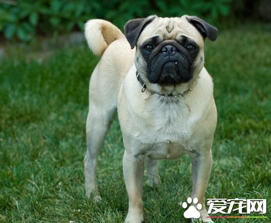 巴哥犬生氣是什麼樣的 巴哥犬生氣時的表現