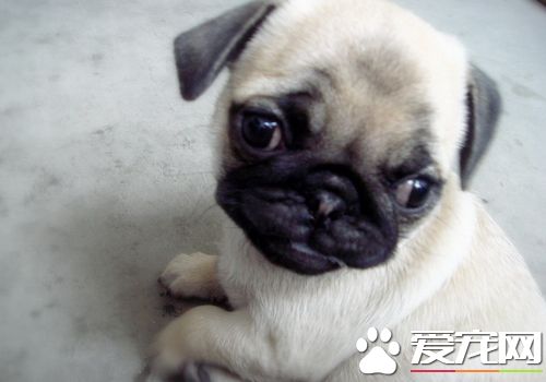巴哥犬體重 巴哥犬體重在6到8公斤范圍內
