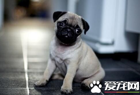 巴哥犬剃毛 巴哥犬夏季不應剃毛六原因