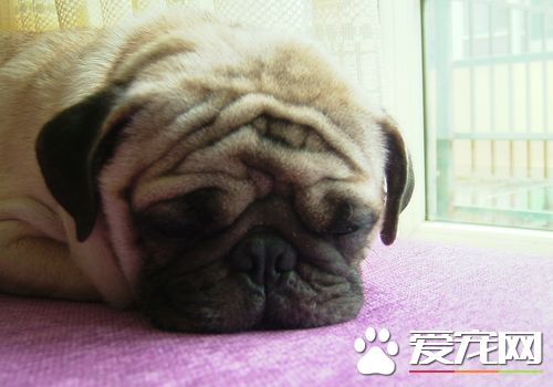 巴哥犬剃毛 巴哥犬夏季不應剃毛六原因