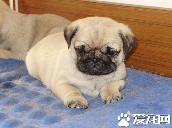 巴哥犬剃毛 巴哥犬夏季不應剃毛六原因