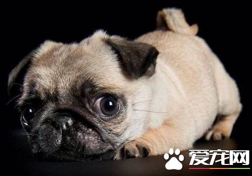 巴哥犬一胎能生幾只 一胎生1到18只都有可能
