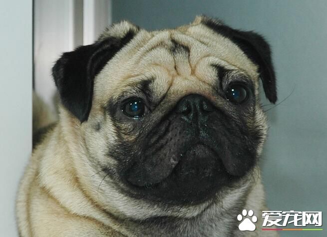 巴哥犬一天吃多少錢 2個月巴哥犬一天吃多少