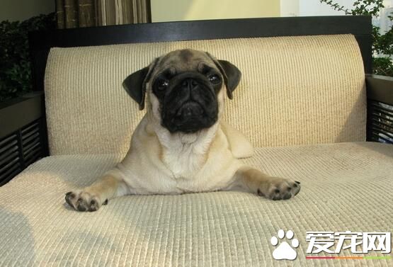 巴哥犬一天吃多少錢 2個月巴哥犬一天吃多少