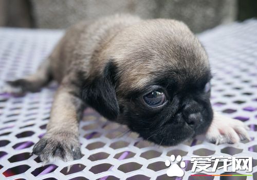巴哥犬一天吃多少錢 2個月巴哥犬一天吃多少