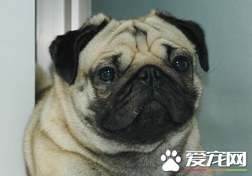 巴哥犬怎麼看純種 如何辨別純種的巴哥犬