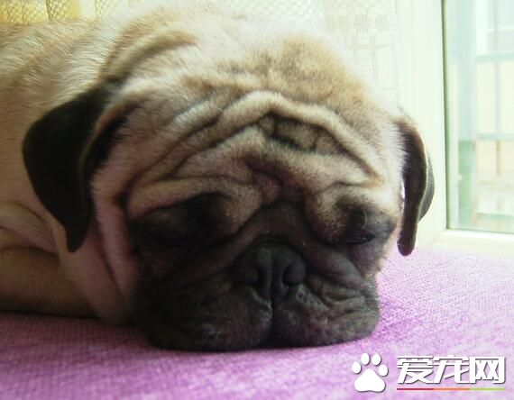 巴哥犬飲食習慣 每天都要定時定量的喂養