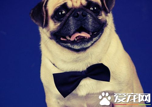 巴哥犬飲食習慣 每天都要定時定量的喂養