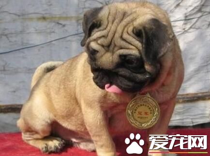 巴哥犬飲食習慣 每天都要定時定量的喂養