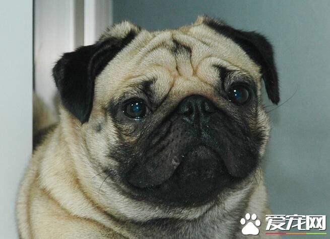 巴哥犬怎麼看純種 如何辨別純種的巴哥犬