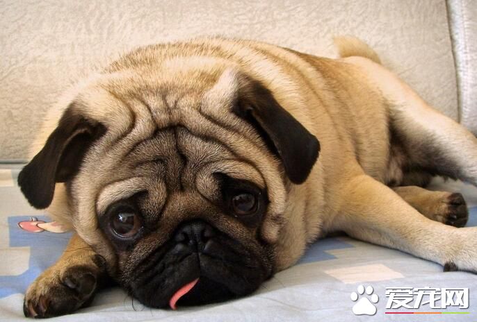 巴哥犬怎麼看純種 如何辨別純種的巴哥犬