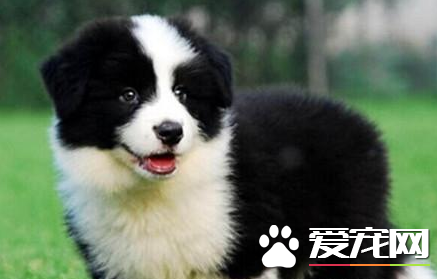 邊境牧羊犬怎麼辨別 邊境牧羊犬好區分嗎