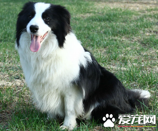 邊境牧羊犬怎麼辨別 邊境牧羊犬好區分嗎