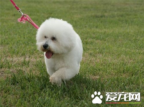 比熊犬和泰迪犬雜交 智商有大可能挺高