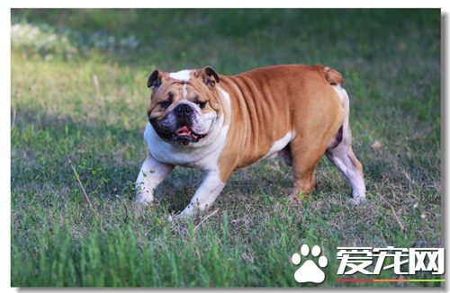 英國斗牛犬性格和順嗎 聽說十分能打