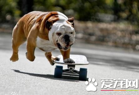 英國斗牛犬性格和順嗎 聽說十分能打