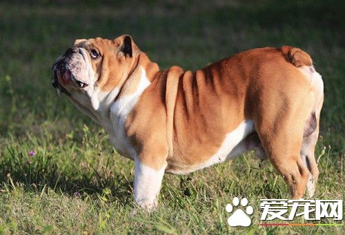 英國斗牛犬性格和順嗎 聽說十分能打
