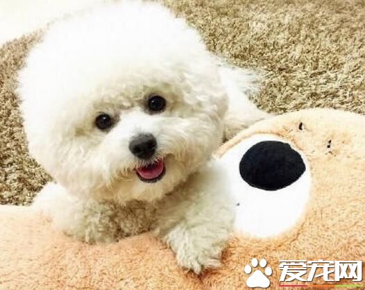 比熊犬和泰迪犬雜交 智商有大可能挺高
