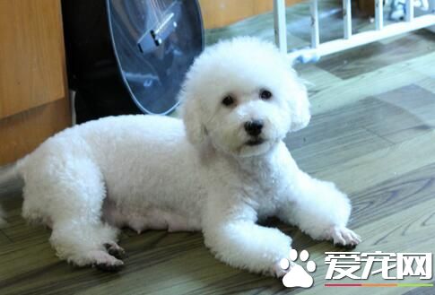 比熊和泰迪犬的區別 比熊犬腿比較短一些