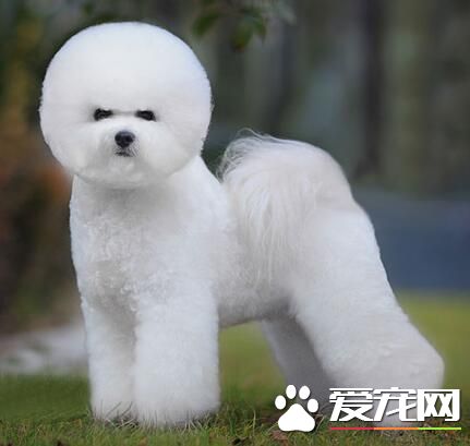 比熊犬和泰迪犬雜交 智商有大可能挺高