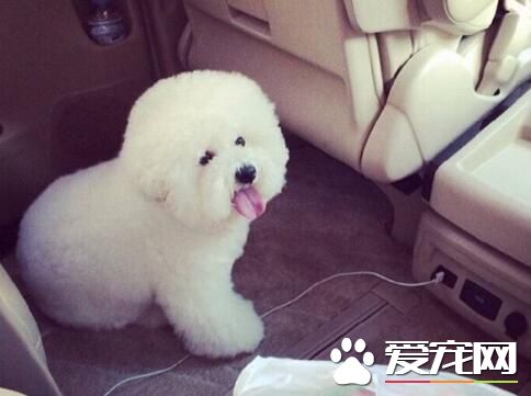 比熊和泰迪犬的區別 比熊犬腿比較短一些