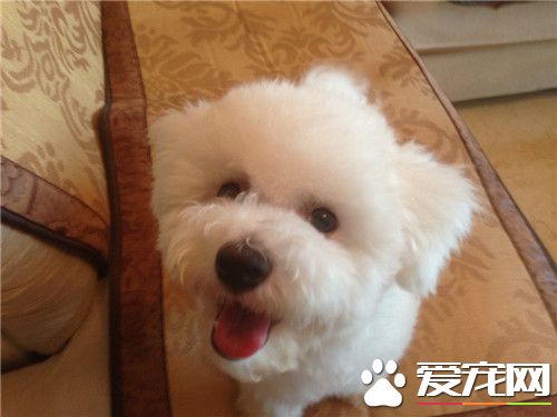 比熊和泰迪犬的區別 比熊犬腿比較短一些
