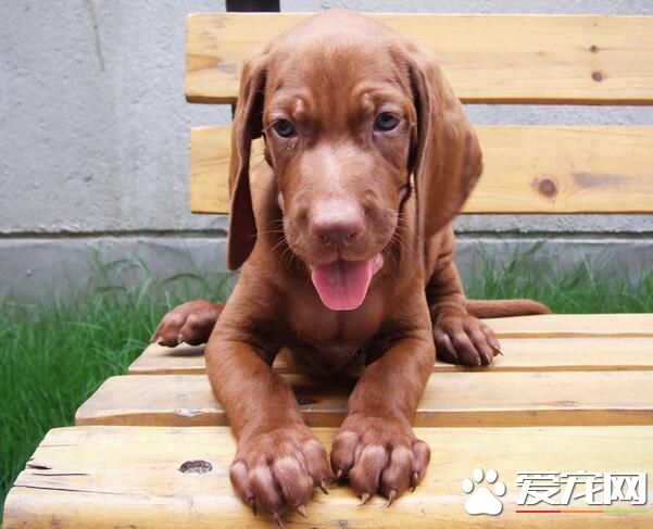 匈牙利維茲拉犬智商 智商排行榜第二十五位