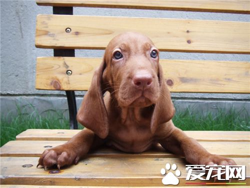 匈牙利維茲拉犬智商 智商排行榜第二十五位