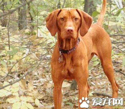 匈牙利維茲拉犬智商 智商排行榜第二十五位