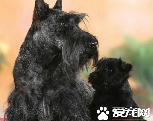 蘇格蘭梗犬怎麼樣 很難與其它犬只友好相處