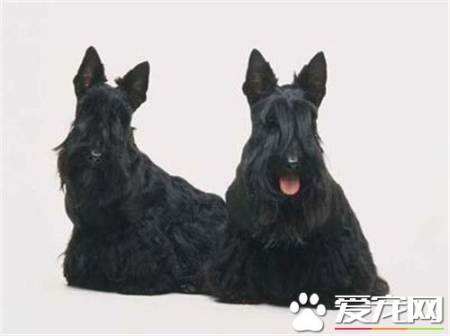 蘇格蘭梗犬怎麼樣 很難與其它犬只友好相處