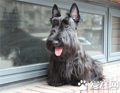 蘇格蘭梗犬顏色 蘇格蘭梗顏色有白色黑色黃色